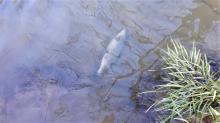 Uginula riba u Lašvi